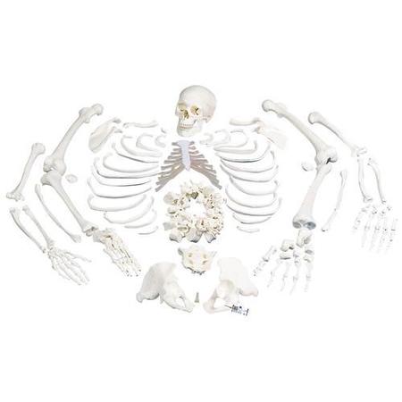 3B SCIENTIFIC Disarticulated Full Skeleton - w/ 3B Smart Anatomy 1020157